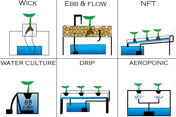 6 Types of Hydroponic Systems
