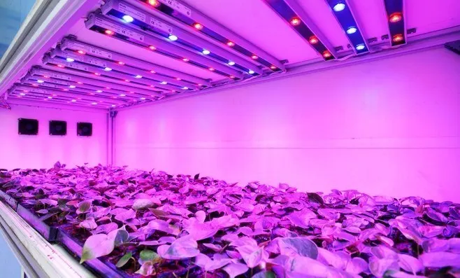 Choosing the Best Grow Lights for You