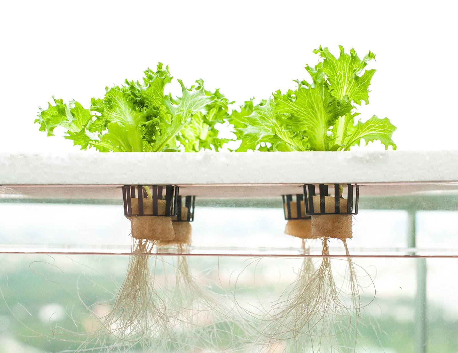 The Best Hydroponic Systems