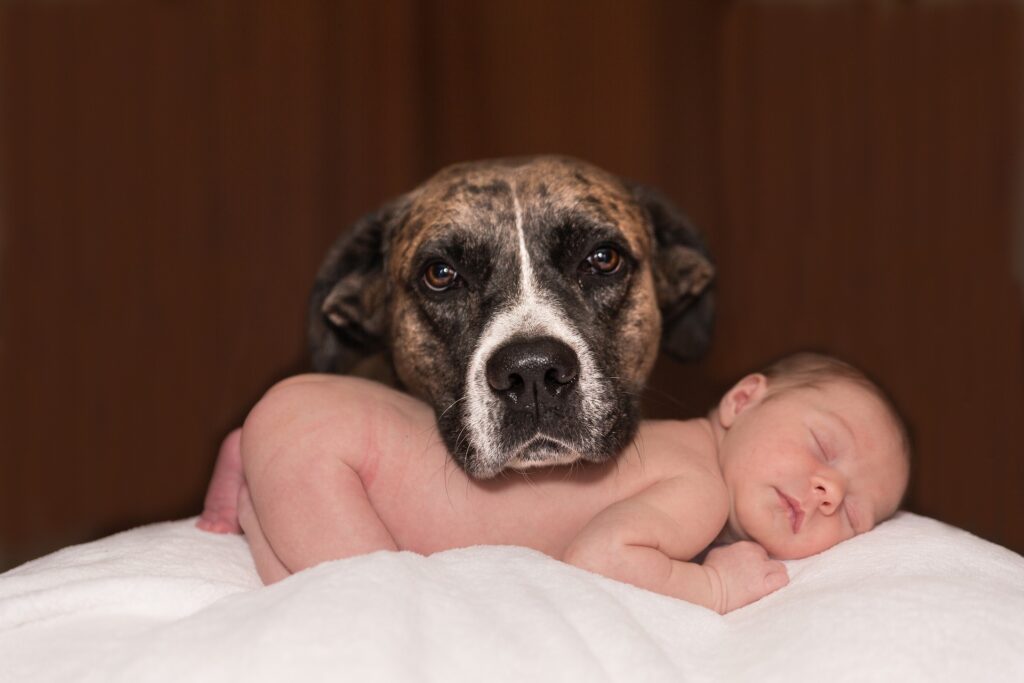 how-to-introduce-dogs-to-a-baby
