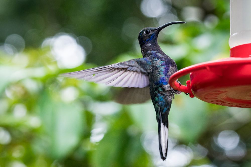 The 7 Best Hummingbird Feeders in 2024
