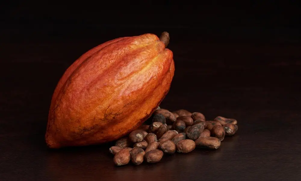 Cacao vs. Cocoa: The Bean Pod