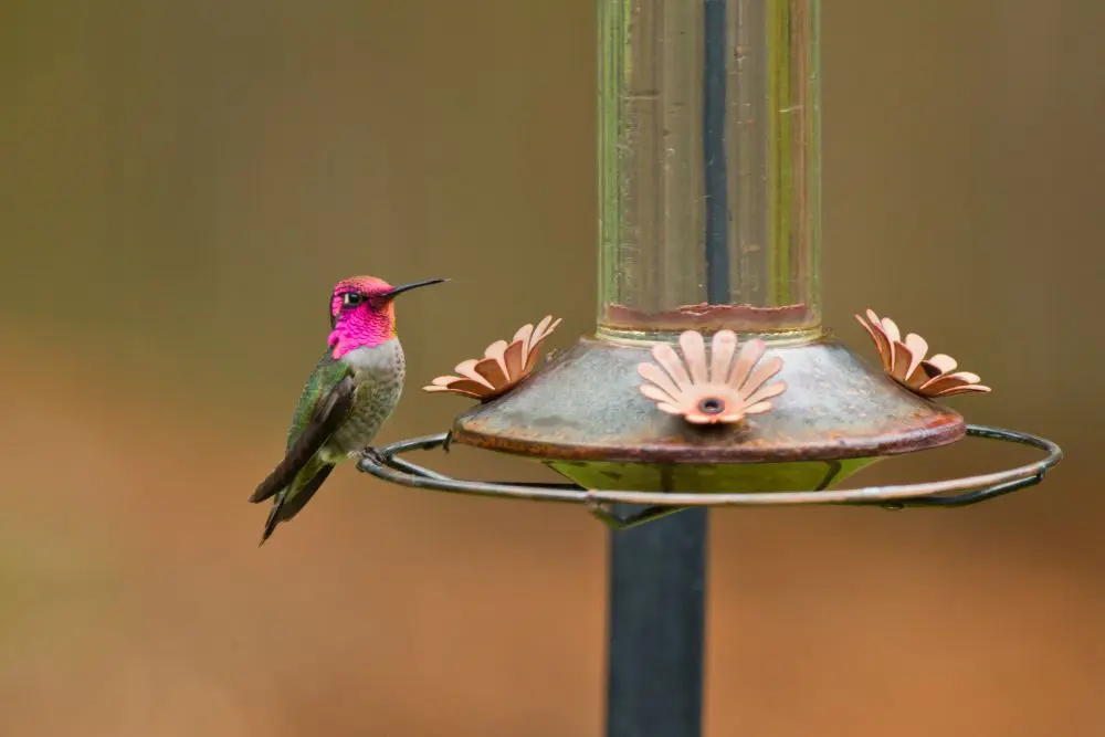 How to Pick the Best Hummingbird Feeders