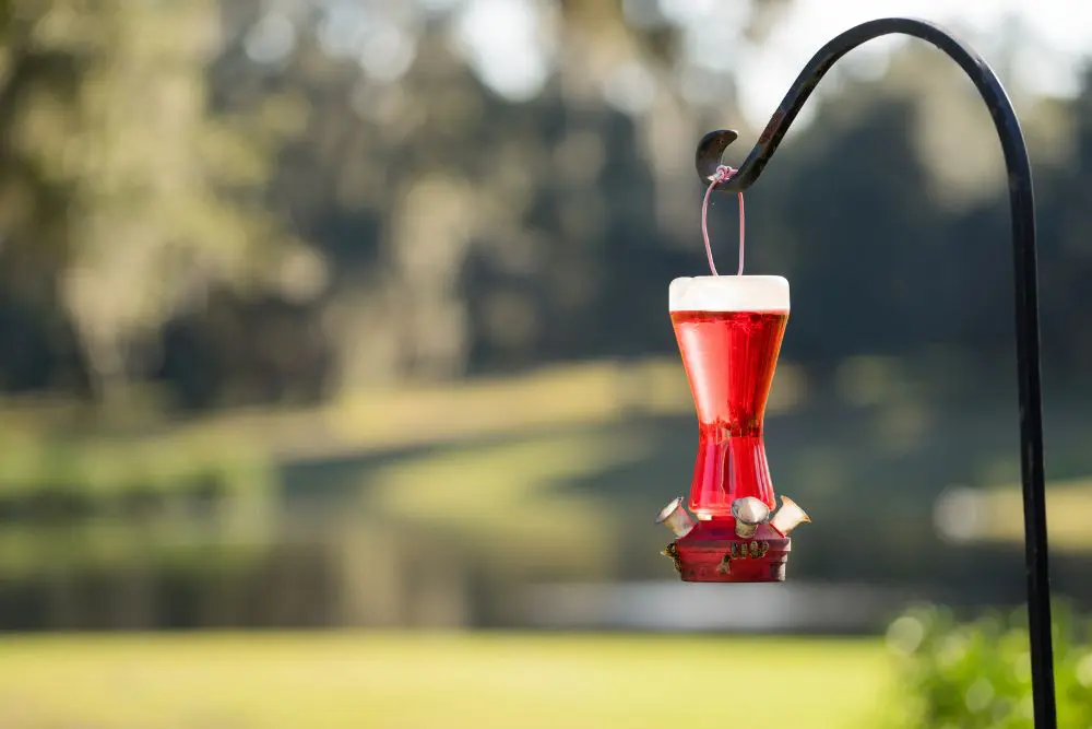 How to Make Hummingbird Nectar at Home