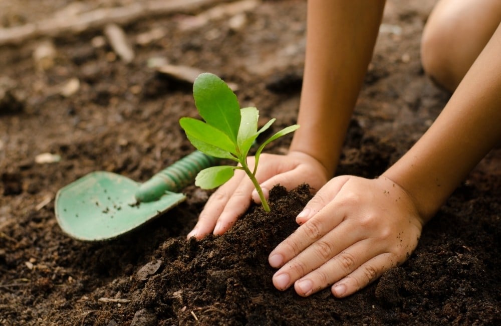 What are the Benefits of Composting? Planting a Tree