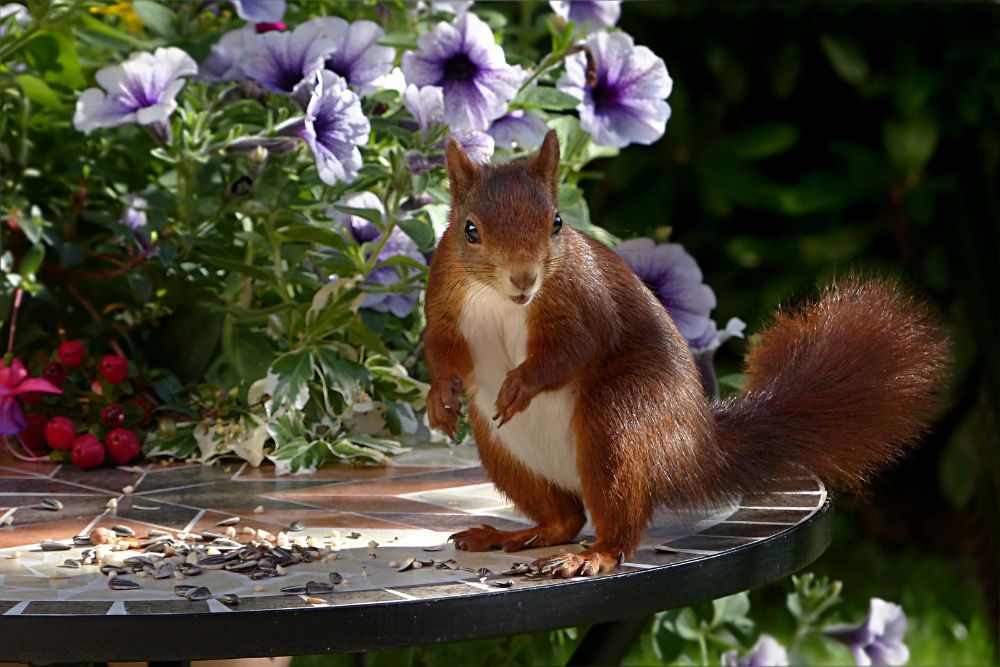 How to Keep Squirrels out of Gardens Humanely