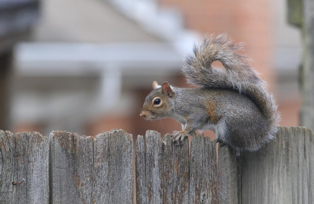 How to Keep Squirrels out of Gardens Humanely: Squirrel on Fence