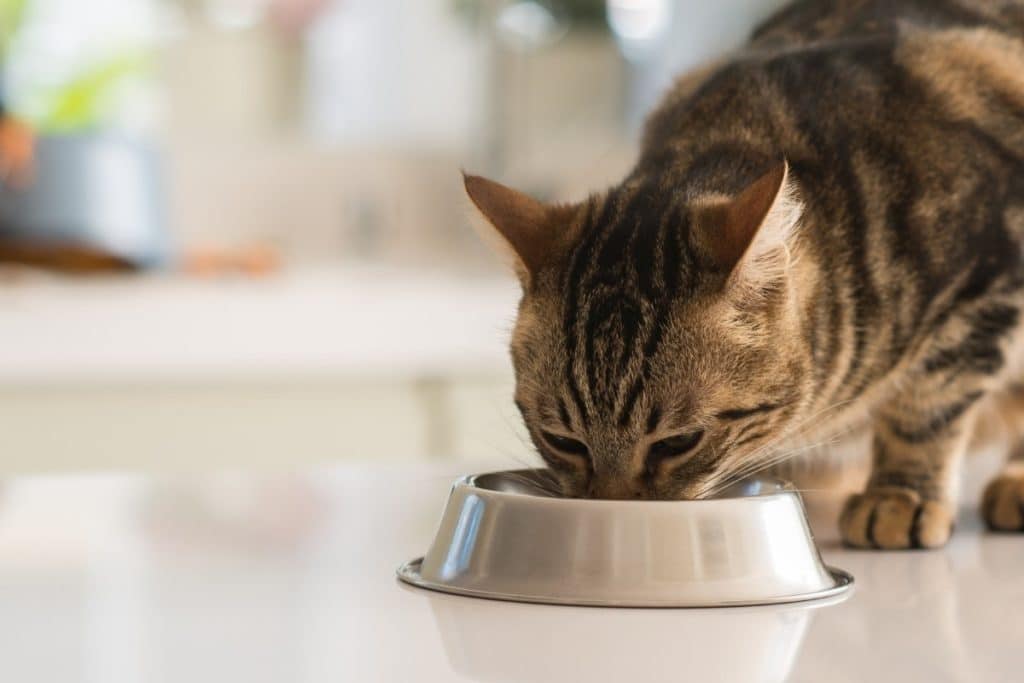 Best Cat Food for Sensitive Stomachs