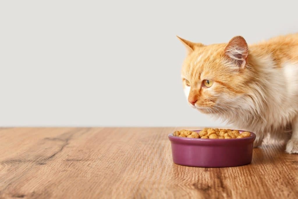 Cat Considering the Best Cat Food for Sensitive Stomachs