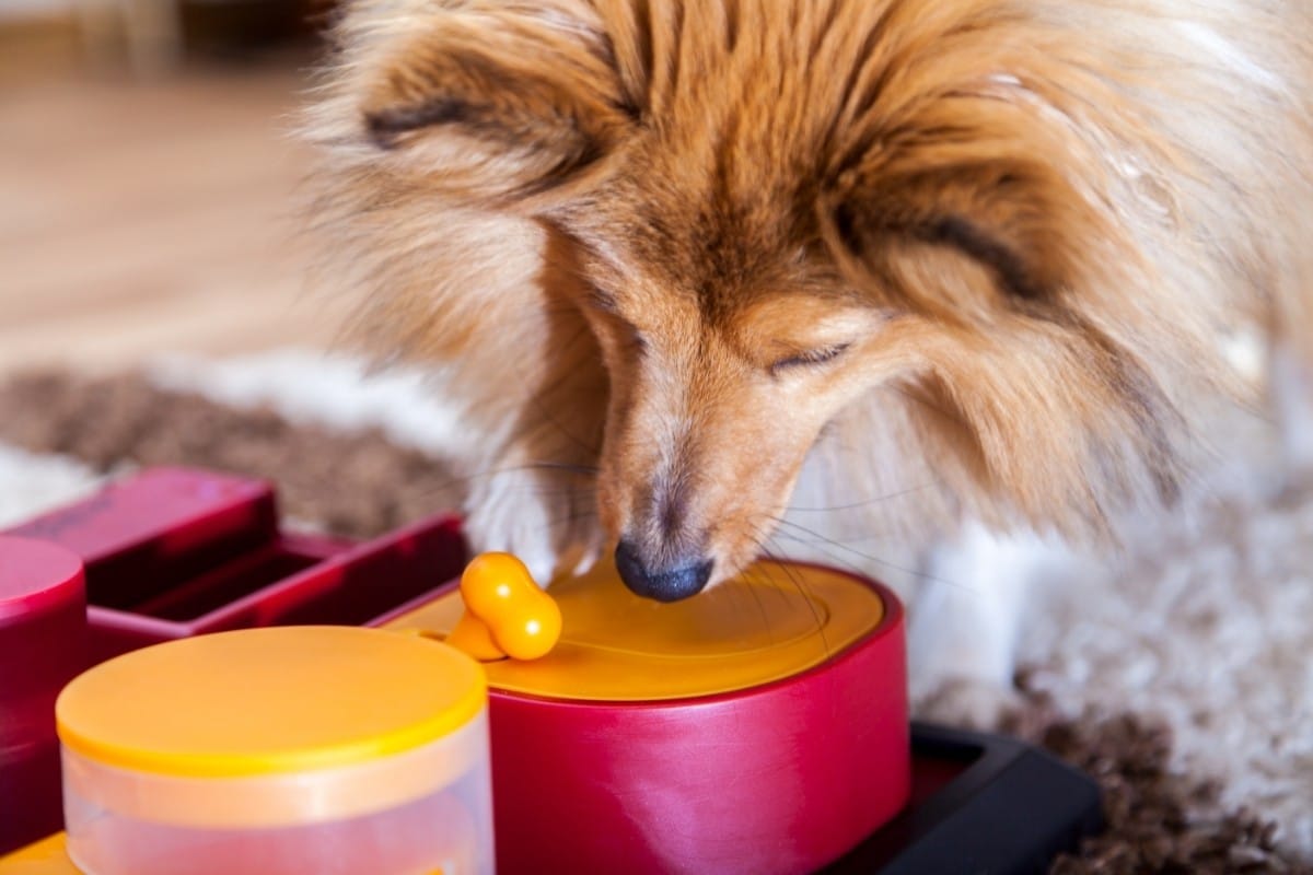10 Best Interactive Dog Toys in 2022