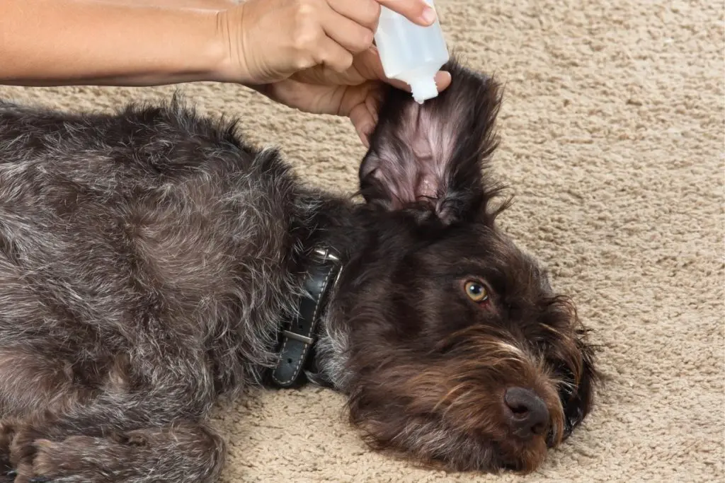 Dog Recieving the Best Dog Ear Cleaner Treatment