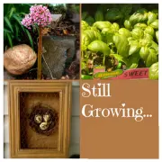 Still Growing Podcast