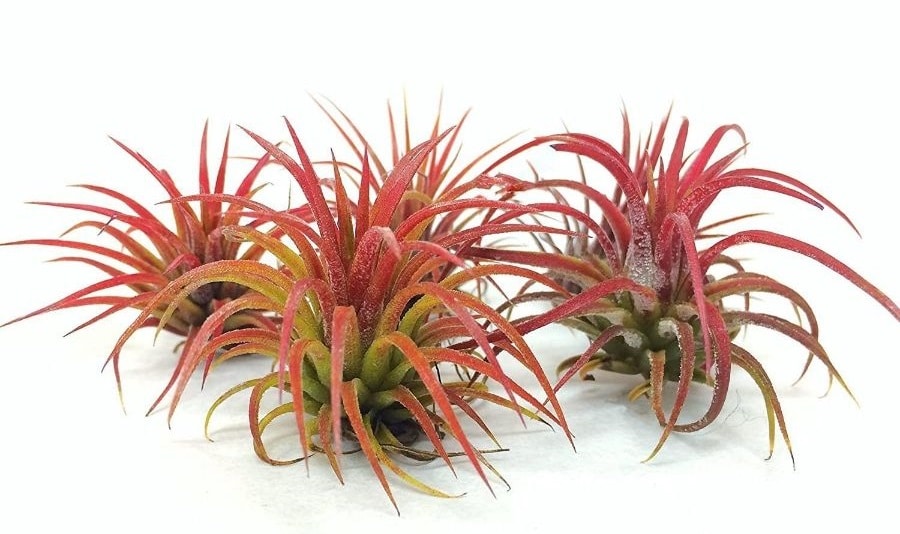 The Fuego Air Plant 