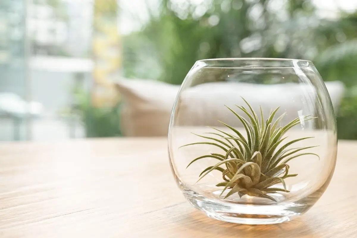 The Types of Air Plants