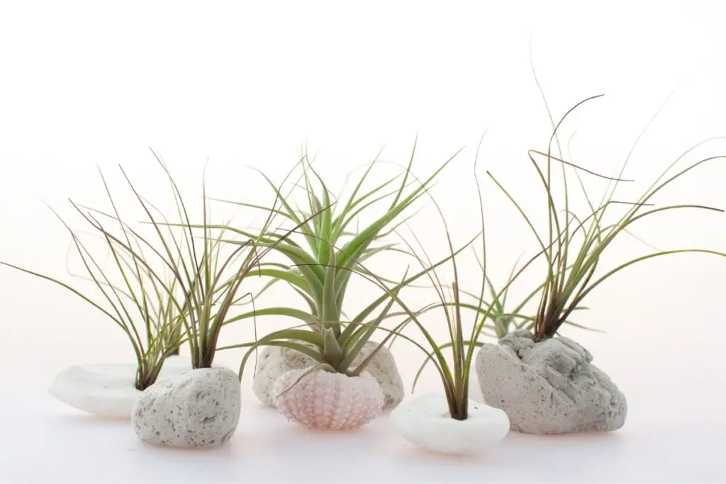 Types of Air Plants