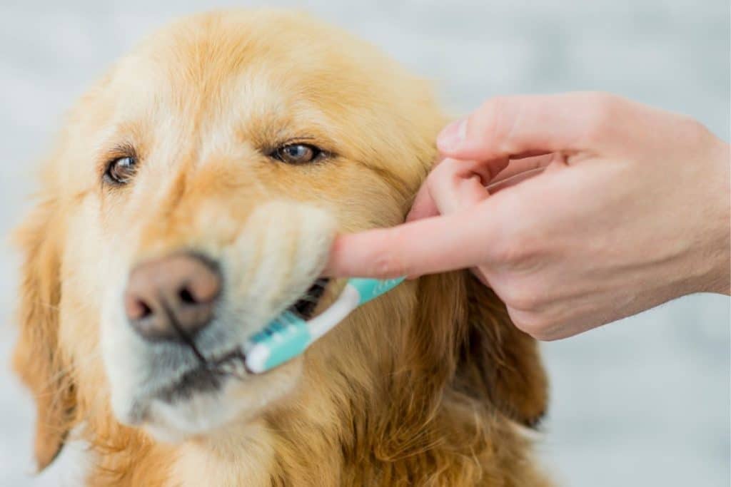 Brushing With the Best Dog Toothpaste
