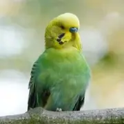 Budgie The best pet birds for beginners overall