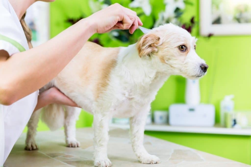 Cat Fleas vs. Dog Fleas - Dog Receiving Treatment