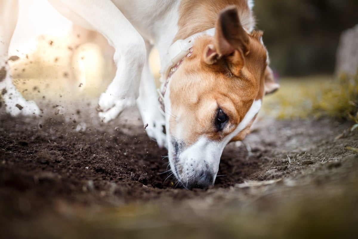 Dog Digging in Yard