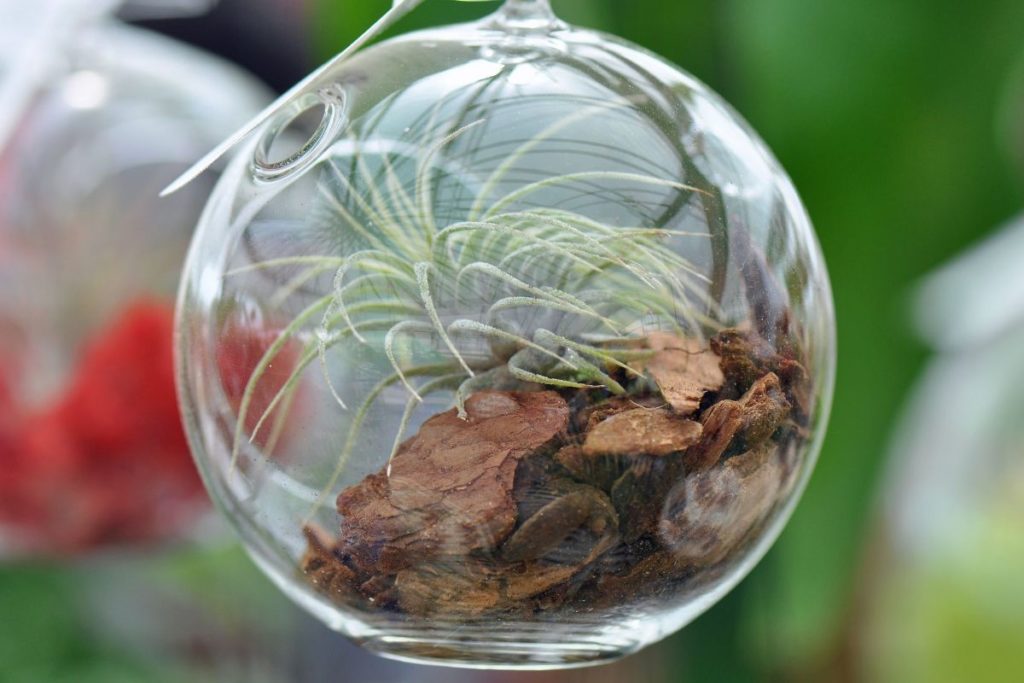 How to Care for Air Plants FAQ