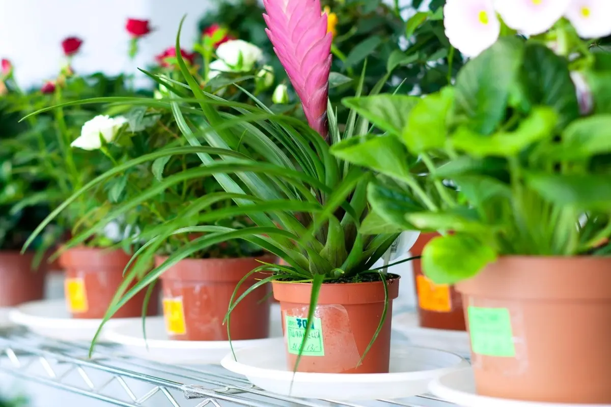 How to Care for Air Plants