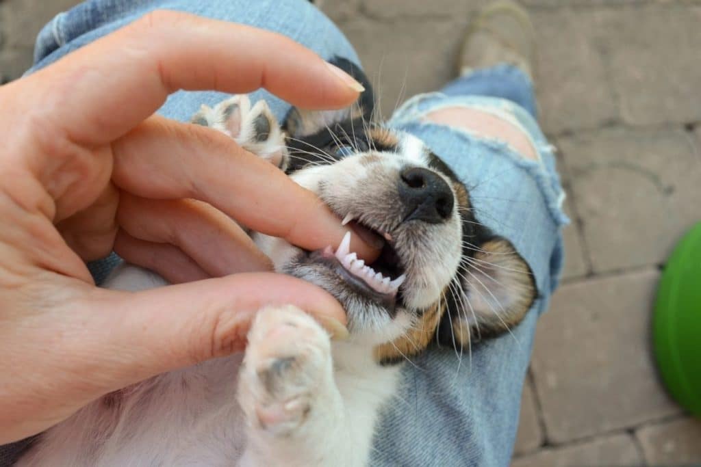 How to Help a Teething Puppy - Checking Teeth