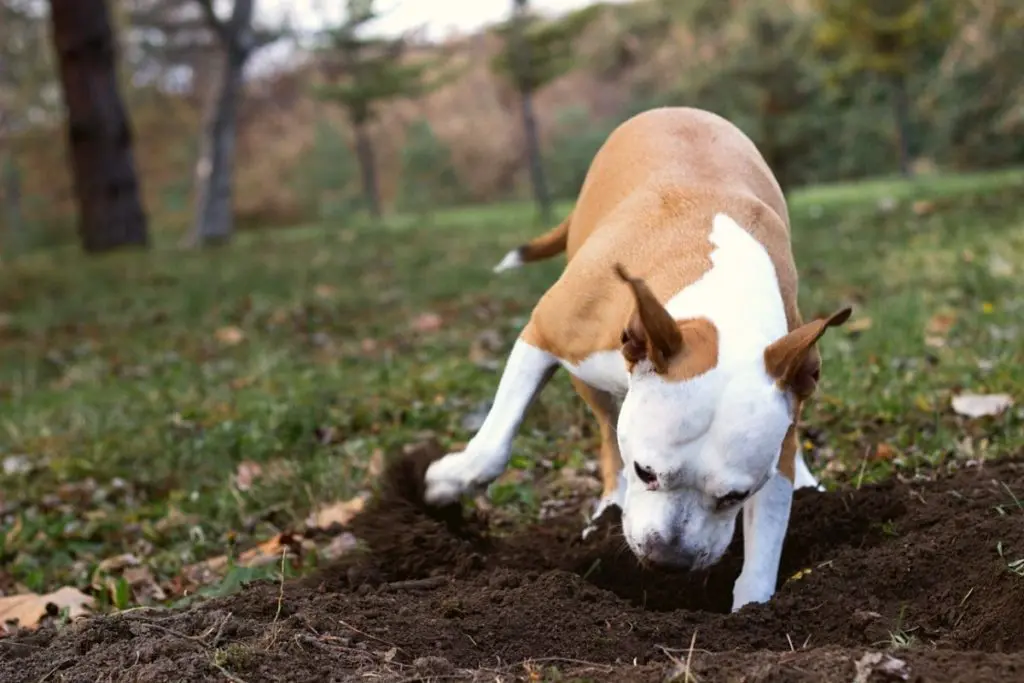 How to Stop a Dog From Digging