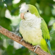 Quaker Parrot The most musical pet birds for beginners