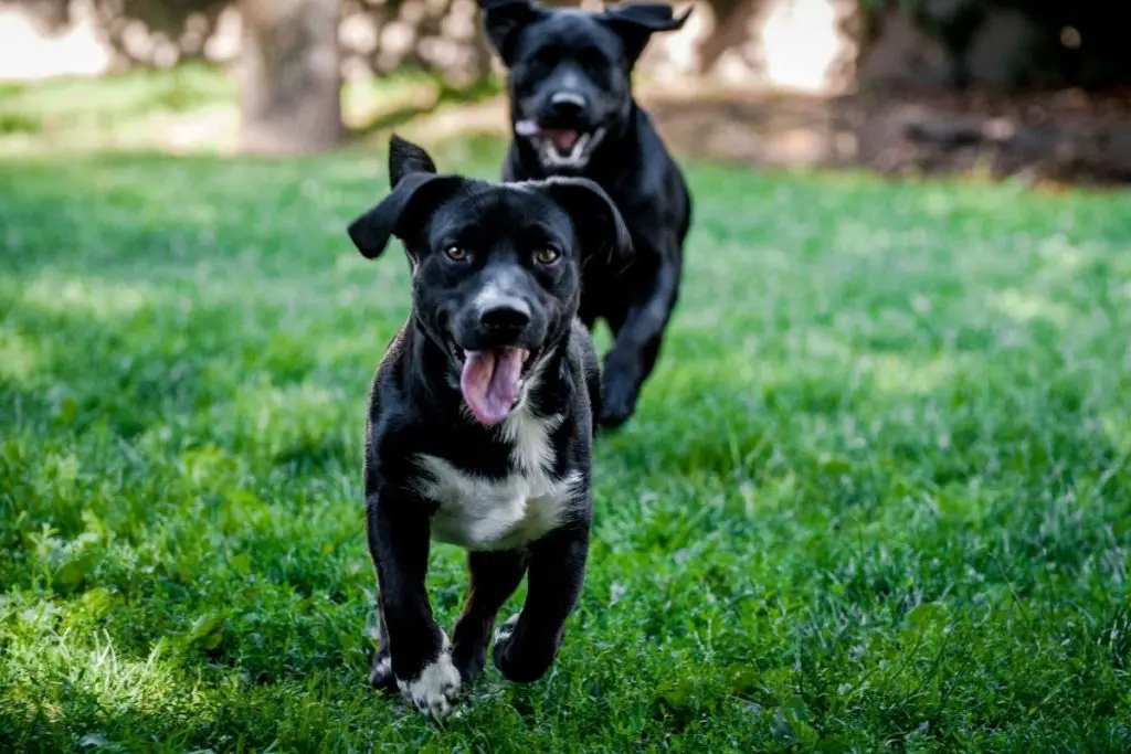 Benefits of Dog Daycare - Exercise & Friendship