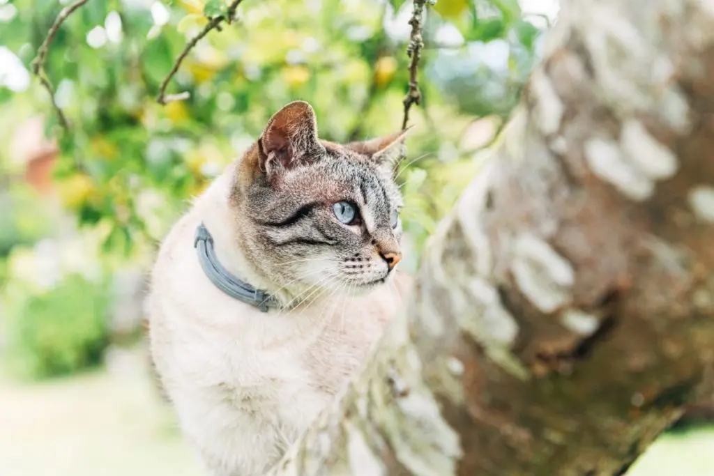 Best Cat Flea Collar on a Cat in a Tree