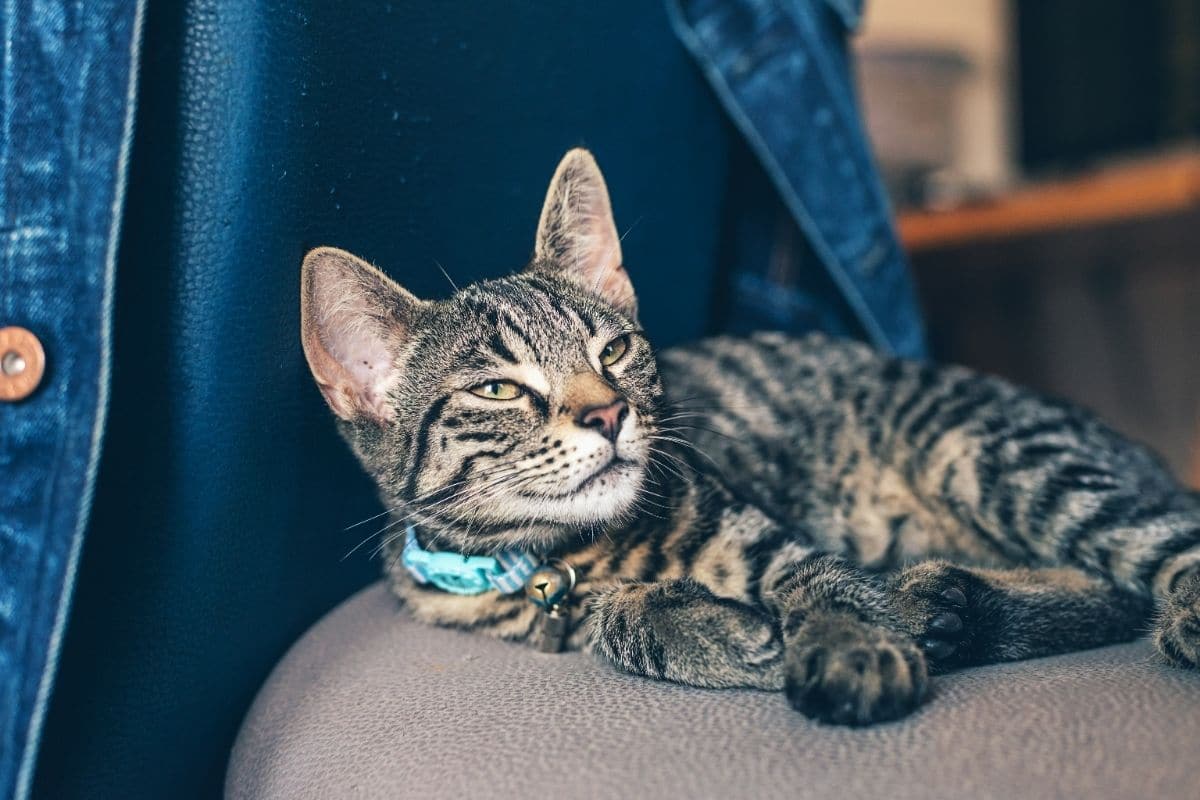 The Best Flea Collar for Cats: 3 Vet-Approved Options