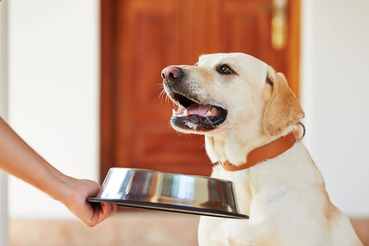 Chowing on the Best Limited Ingredient Dog Foods