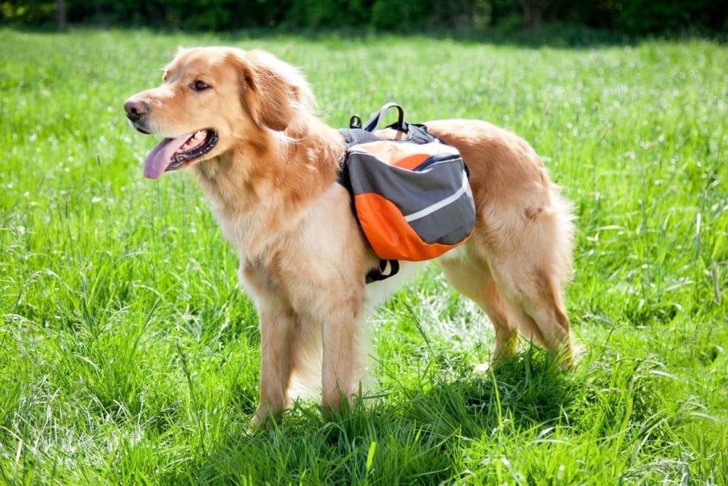 Golden Retriever Wearing the Best Dog Harness for Hiking