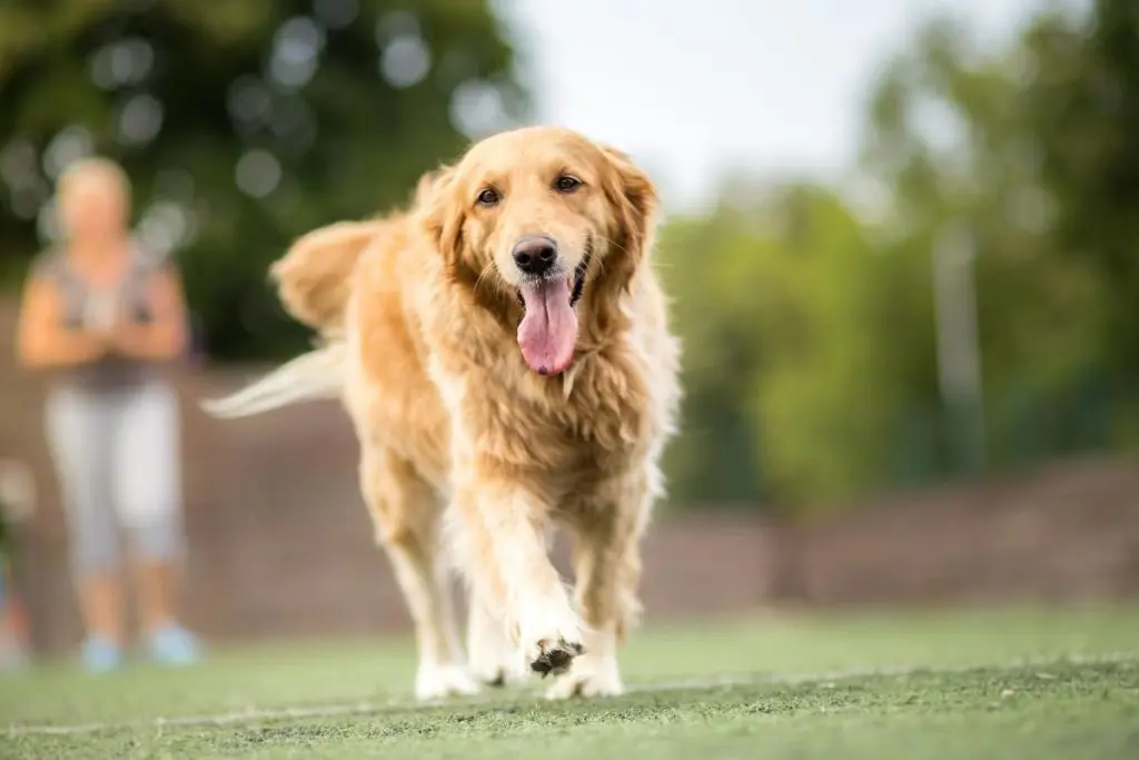 How Often Do You Walk Your Dog - Golden Retriever