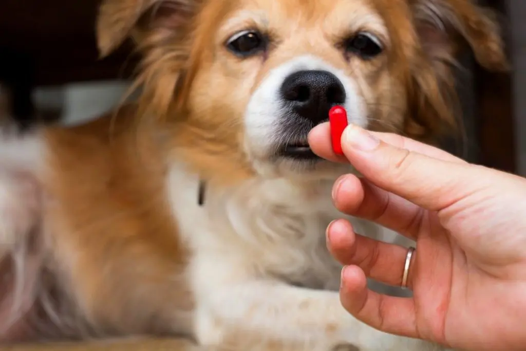 How to Give a Dog a Pill