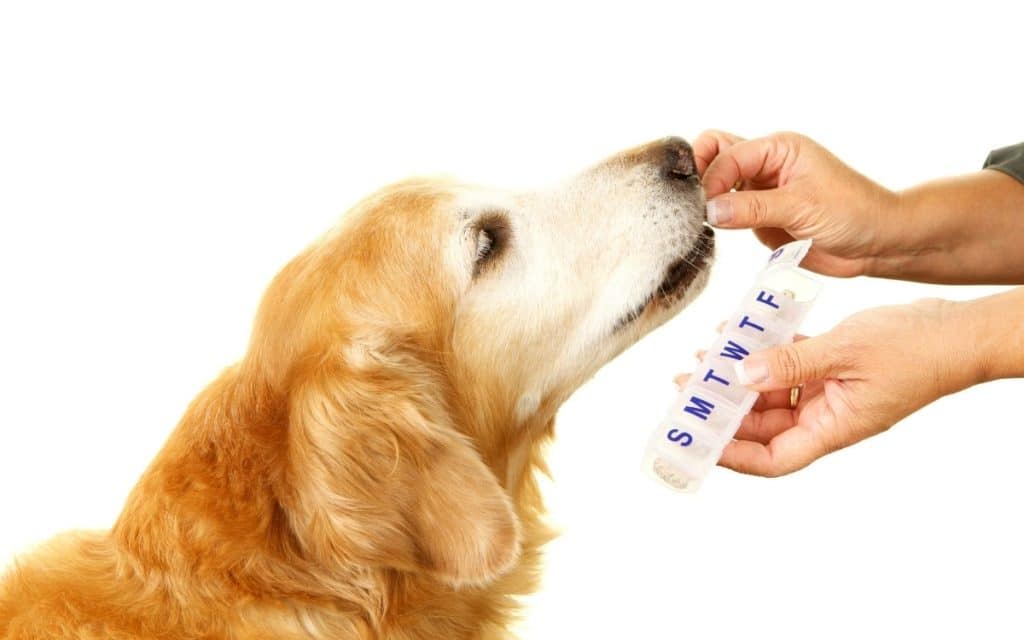 How to Give a Dog a Pill - Easy Delivery
