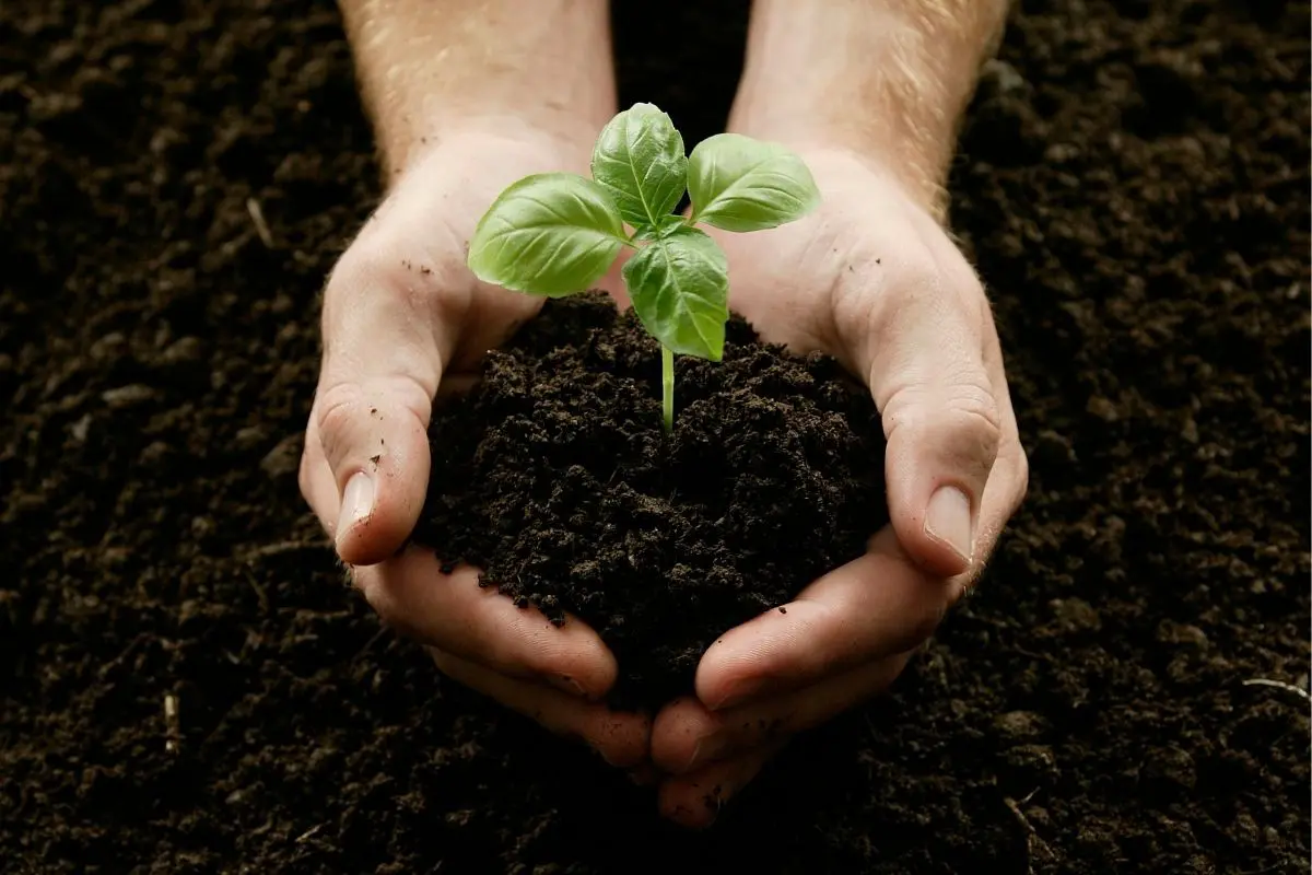 How to Make Compost Tea in 4 Easy Steps