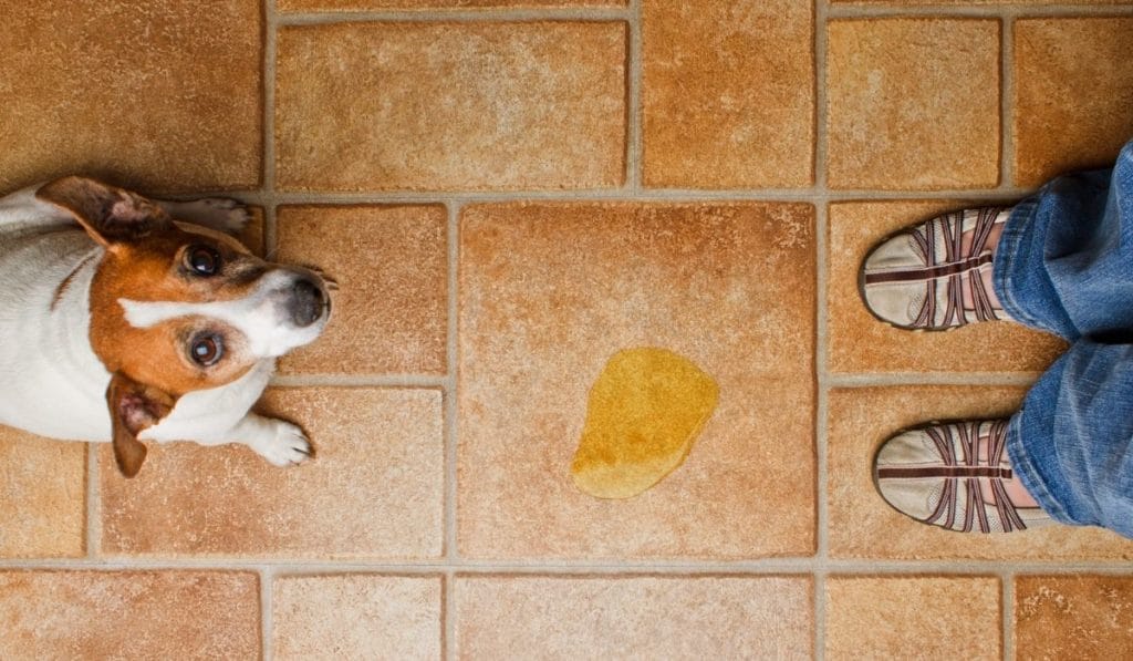 How to Stop a Dog From Peeing in the House - Accident