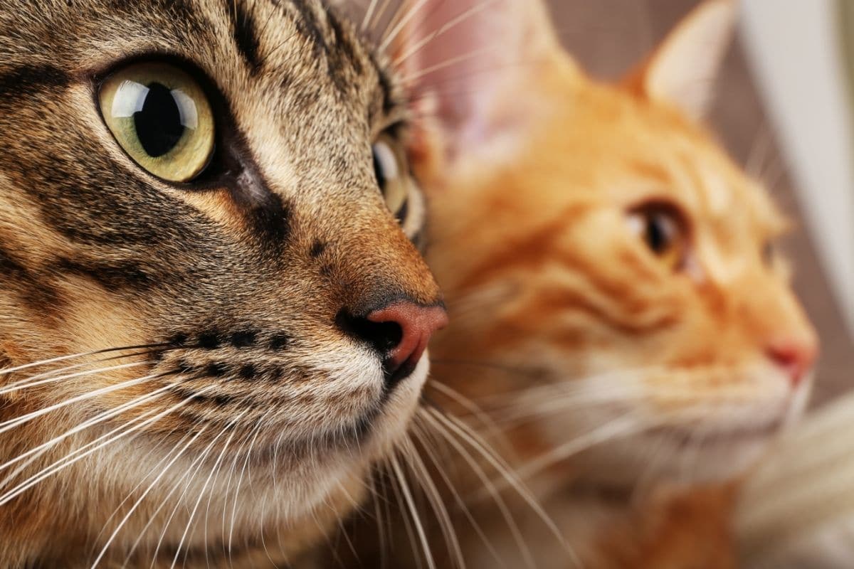 Male vs. Female Cats: The Physical & Behavioral Differences