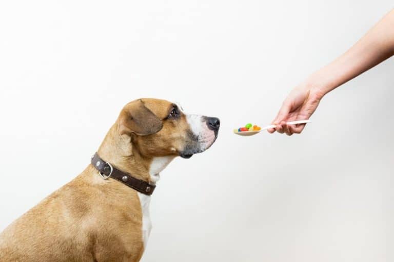 How to Give a Dog a Pill Tips for Making It Easy & Fun shelf