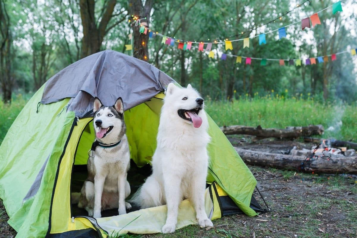 Best Tents for Camping with Dogs in 2022