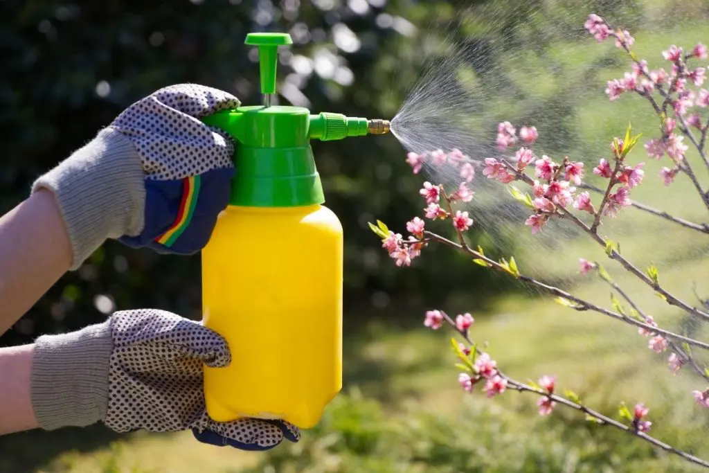 Using a Garden Sprayer to get rid of pests