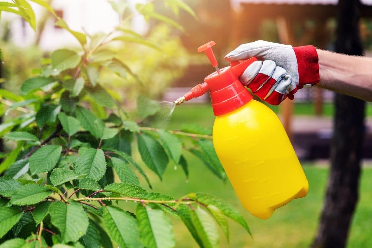 5 Best Organic Insecticides for Vegetable Gardens Pest Control (2022)