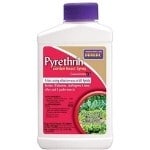 Bonide Garden Insect Spray (Pyrethrin) best organic insecticides for vegetable gardens