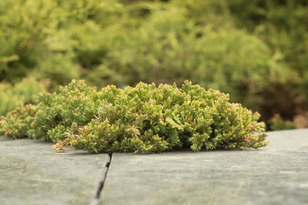 how to keep weeds out of gardens with juniper