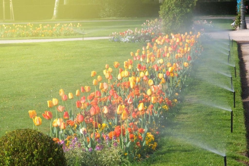 Early morning watering of a public garden and lawn