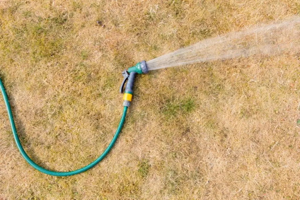 Hose for watering lawn running against dry grass