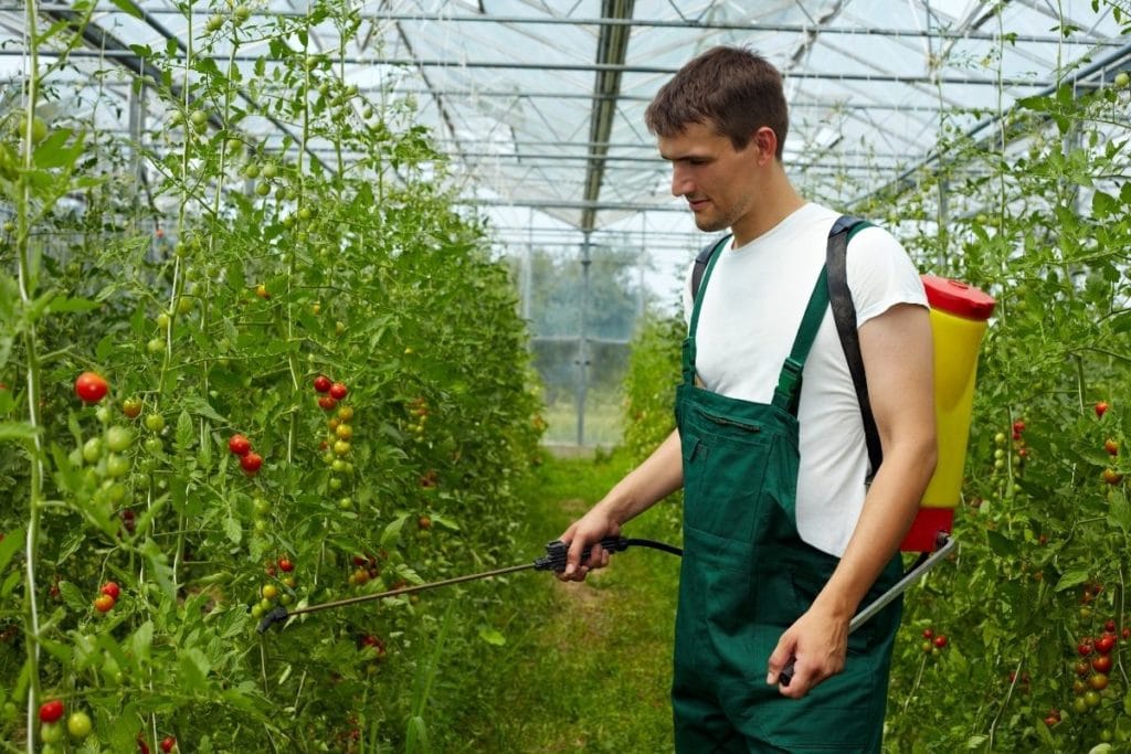 Man Using Organic Insecticides on Tomatoes
