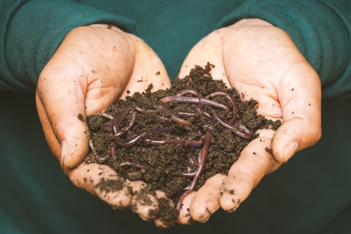 The 4 Best Worm Composters in 2022
