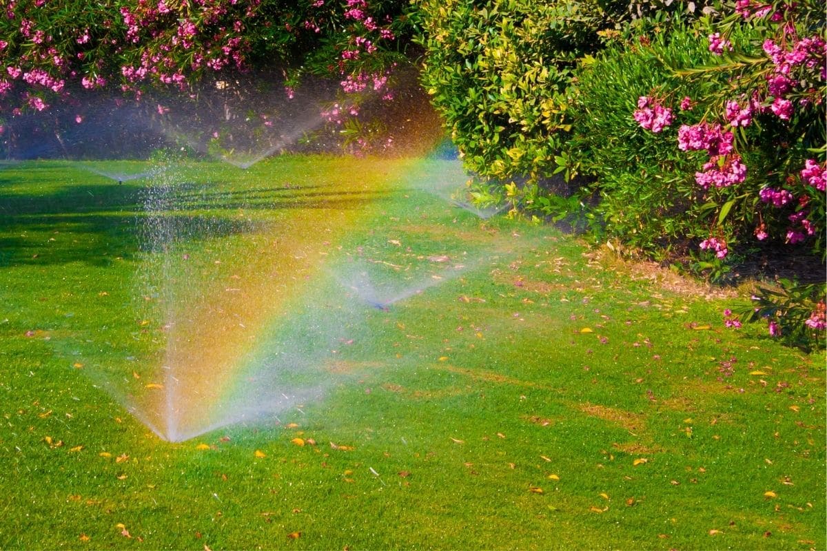 When is the Best Time of Day to Water The Lawn?
